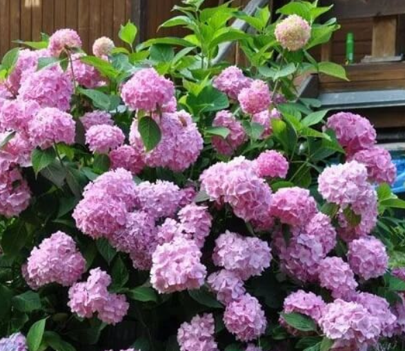 Купити саджанці гортензії крупнолистої "Edless Summer Pink" (Ендлес Саммер Пінк)