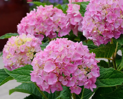 Купить саженцы гортензии крупнолистной "Edless Summer Pink" (Эндлес Саммер Пинк)