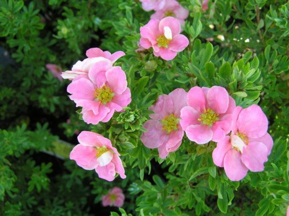 Купить саженцы лапчатки "Lovely Pink" (Лавли Пинк)