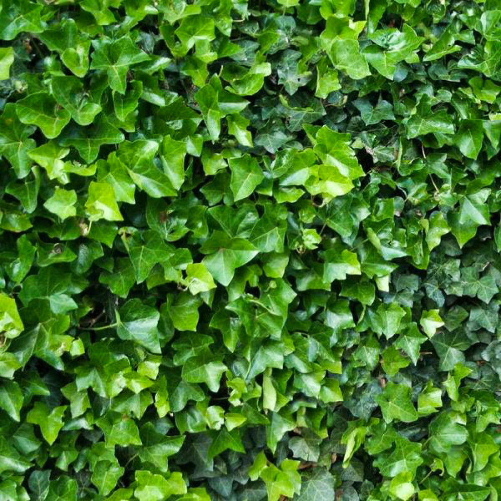 Купити саджанці плюща звичайного "Hedera Helix" (Хедера Хелікс)