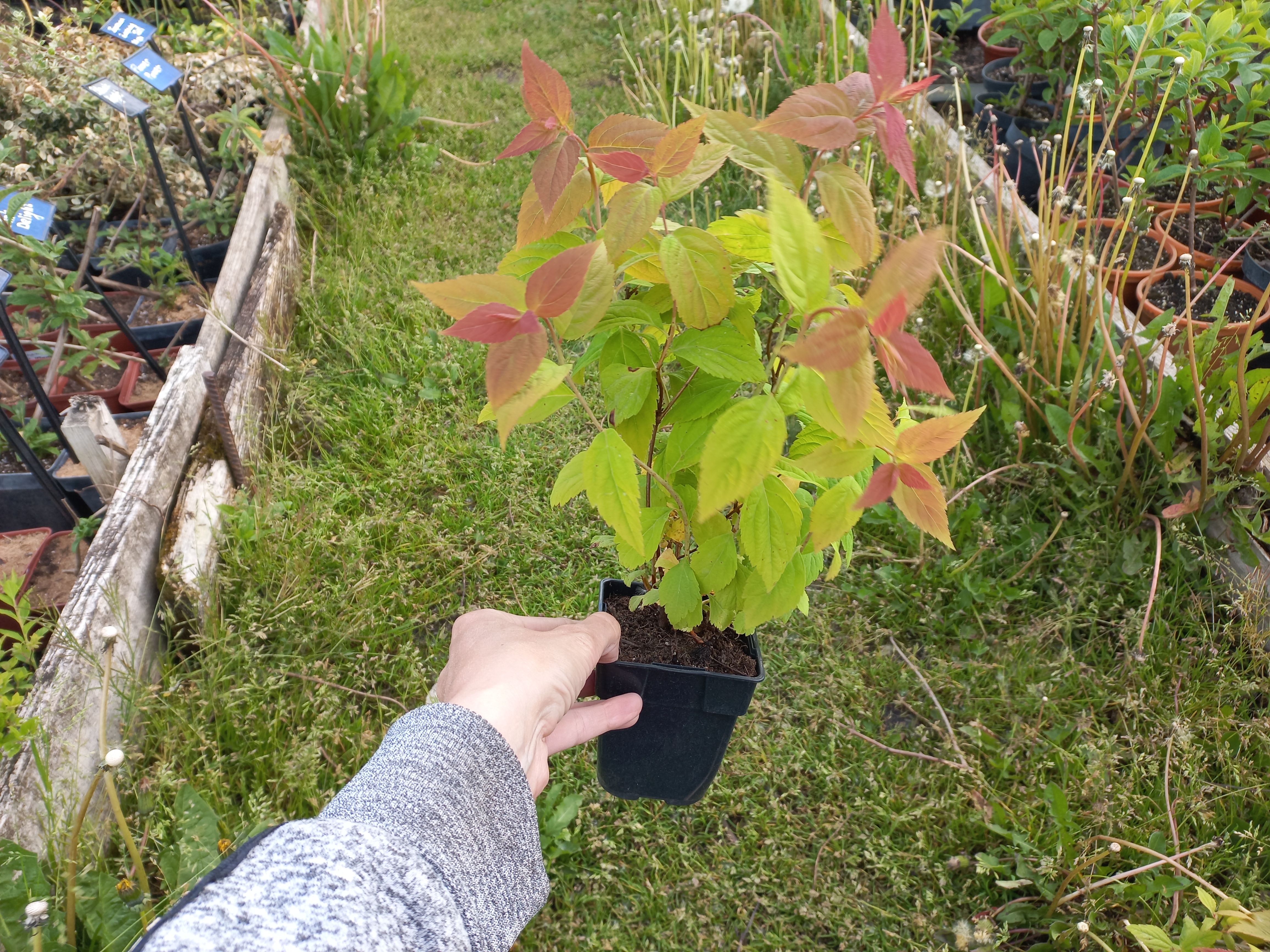 Купить саженцы спиреи японской "Macrophylla" (Макрофила)
