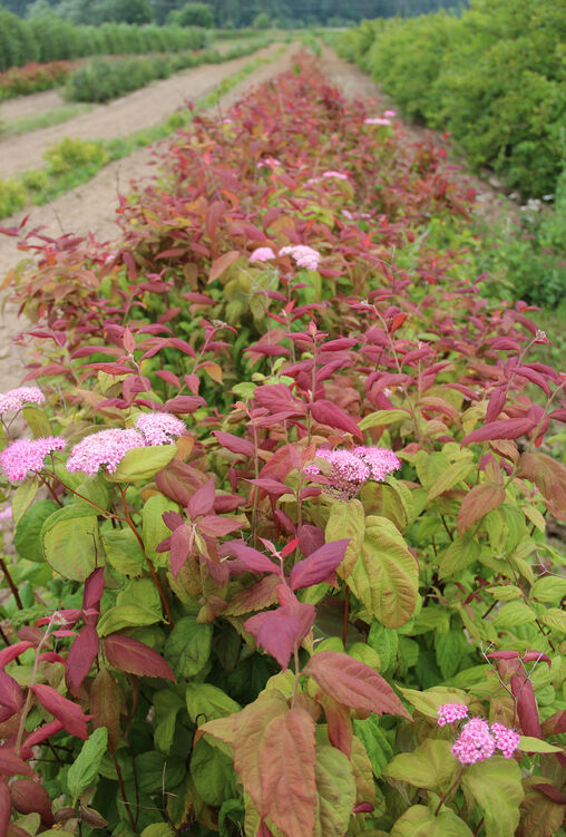 Купить саженцы спиреи японской "Macrophylla" (Макрофила)