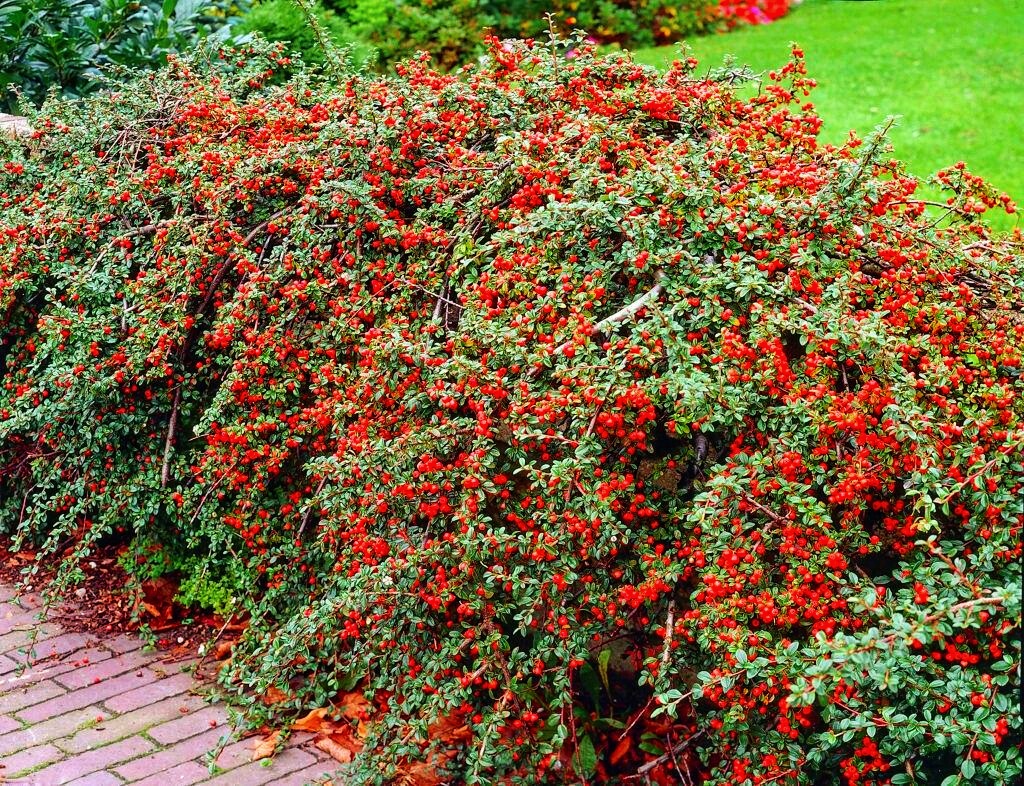 Купить саженцы кизильника горизонтального "Cotoneaster horizontalis"