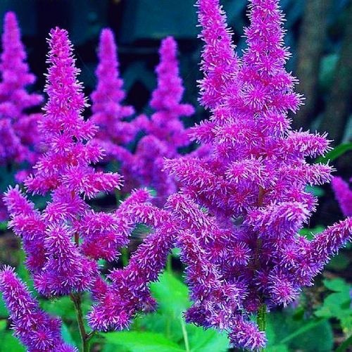 Купить саженцы астильбы  Арендса "Amethyst" (Аметист)