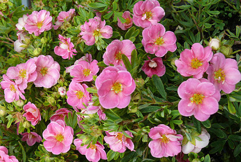 Купити саджанці перстачу "Lovely Pink" (Лавлі Пінк)