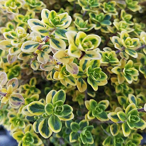 Купить саженцы тимьяна "Rasta Thymus" ( Раста Тимус)