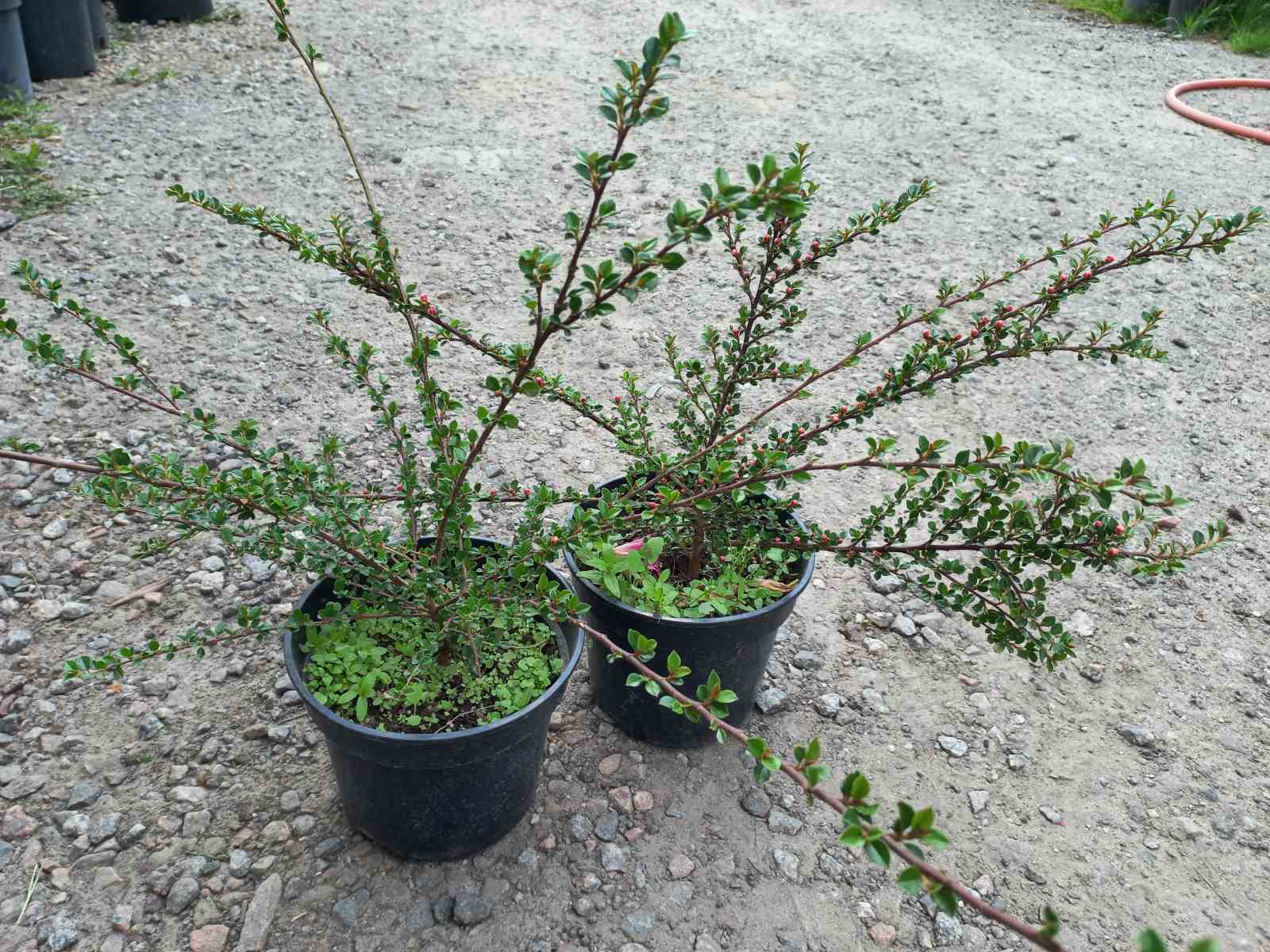 Купить саженцы кизильника горизонтального "Cotoneaster horizontalis"