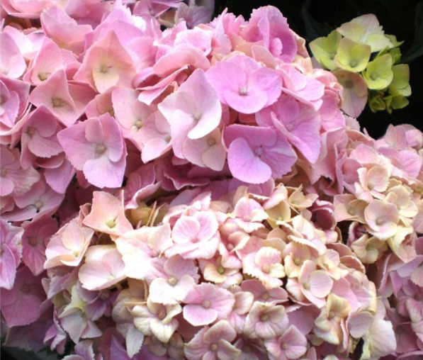 Купить саженцы гортензии крупнолистной  "Silky Pink" (Силки Пинк)