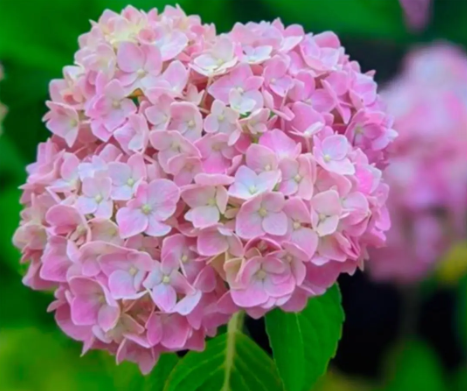 Купити саджанці гортензії крупнолистої "Silky Pink" (Сілкі Пінк)