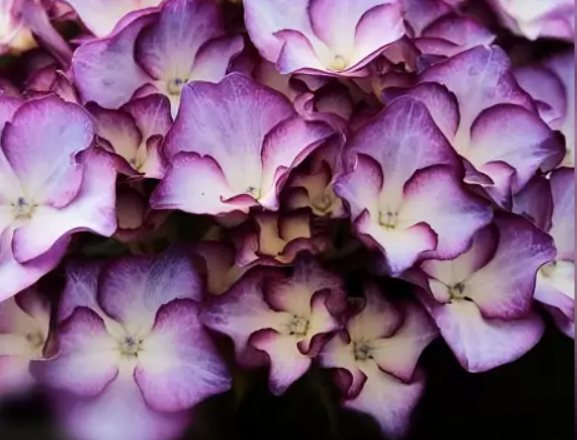 Купить саженцы гортензии крупнолистной "Adula Purple" (Адуль Перпл)