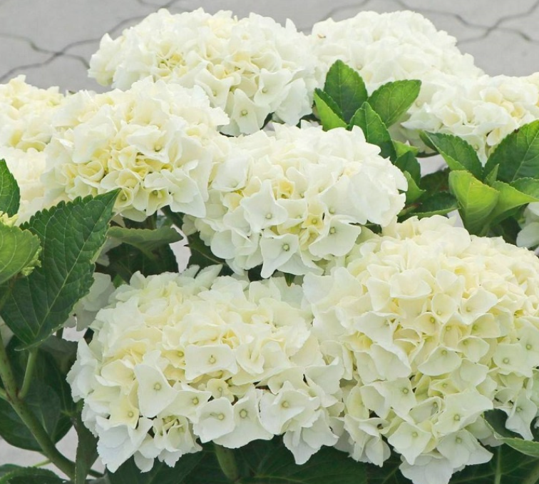 Купить саженцы гортензии крупнолистной "Saxon Bright White" (Саксон Брит Вайт)