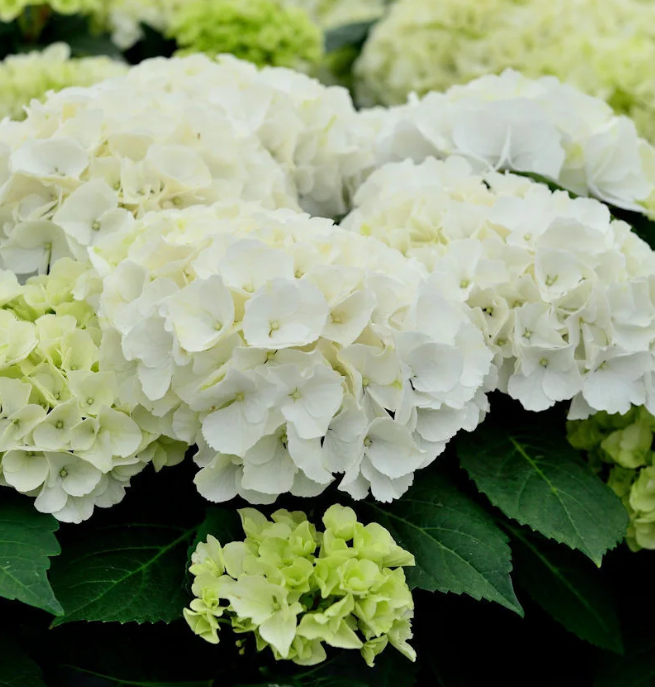 Купити саджанці гортензії крупнолистої  "Saxon Bright White" (Саксон Бріт Вайт)