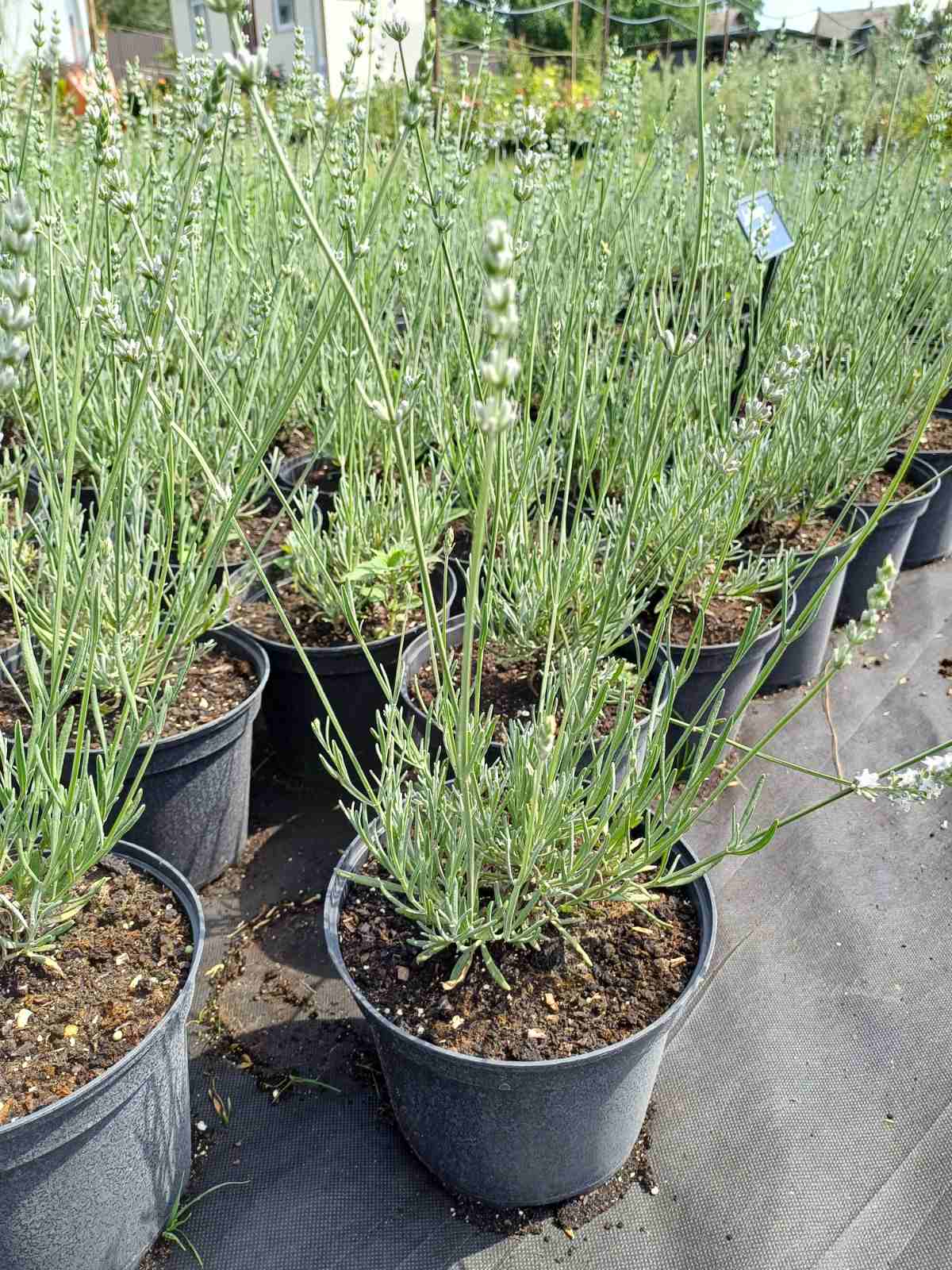 Купити саджанці лаванди "Edelweiss" (Едельвейс)