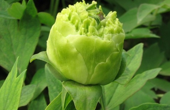 Пион древовидный Green Jade Lu Mu Ying Yu (Грин Джейт Лу Му Ин Ю) 
