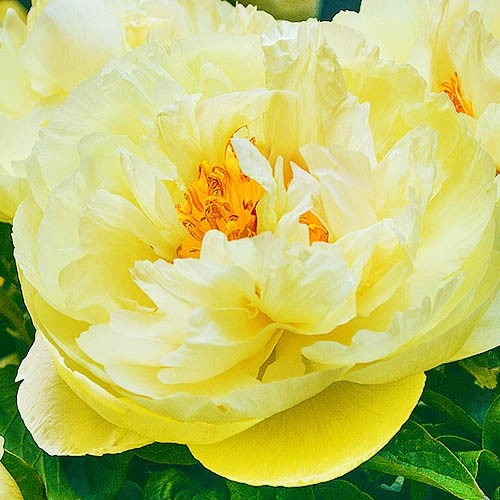 Пион травянистый Lemon Chiffon (Лемон Шиффон)