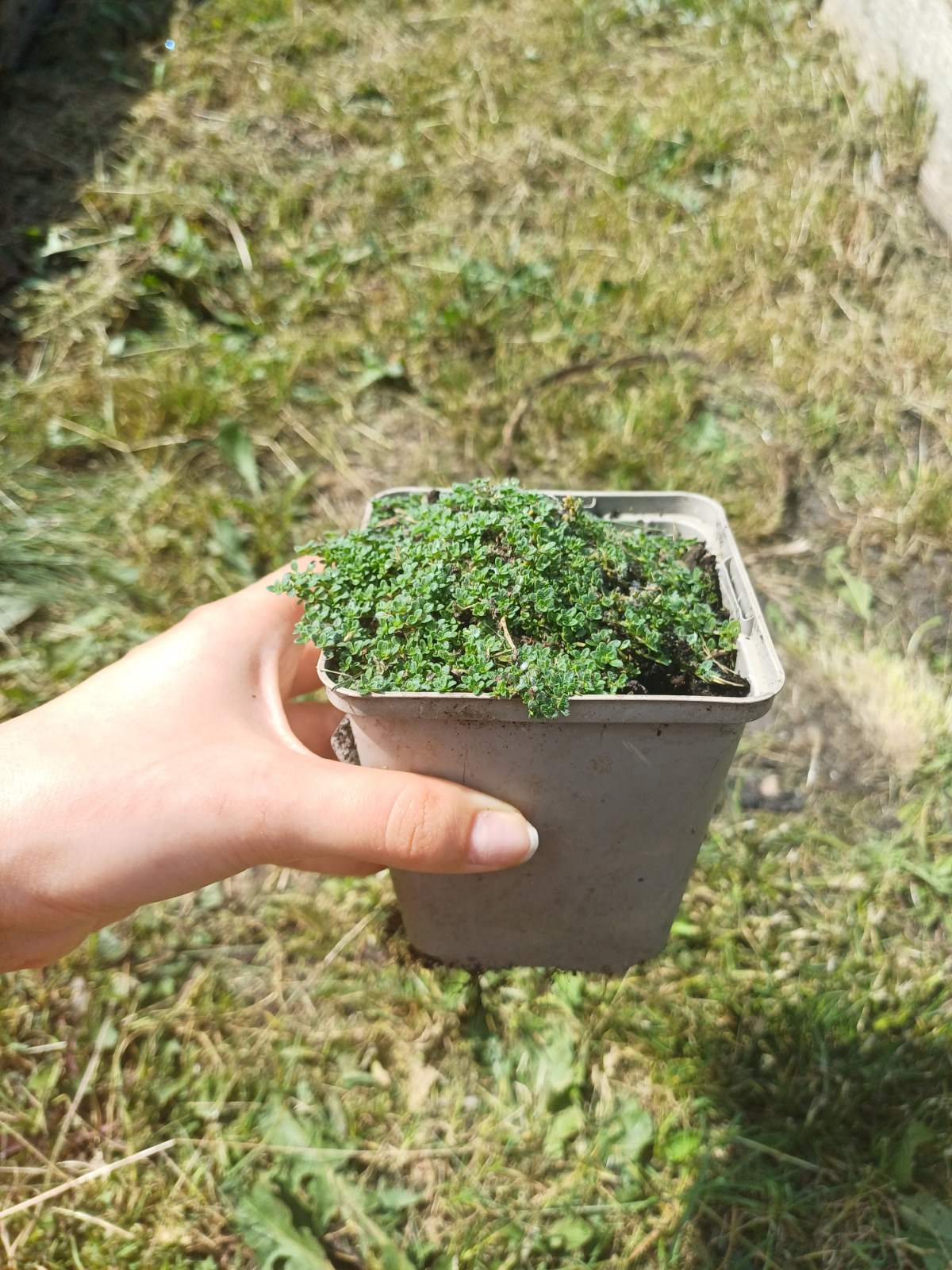 Купити саджанці чебрецю раннього "Pygmaeus" (Пігмеус)