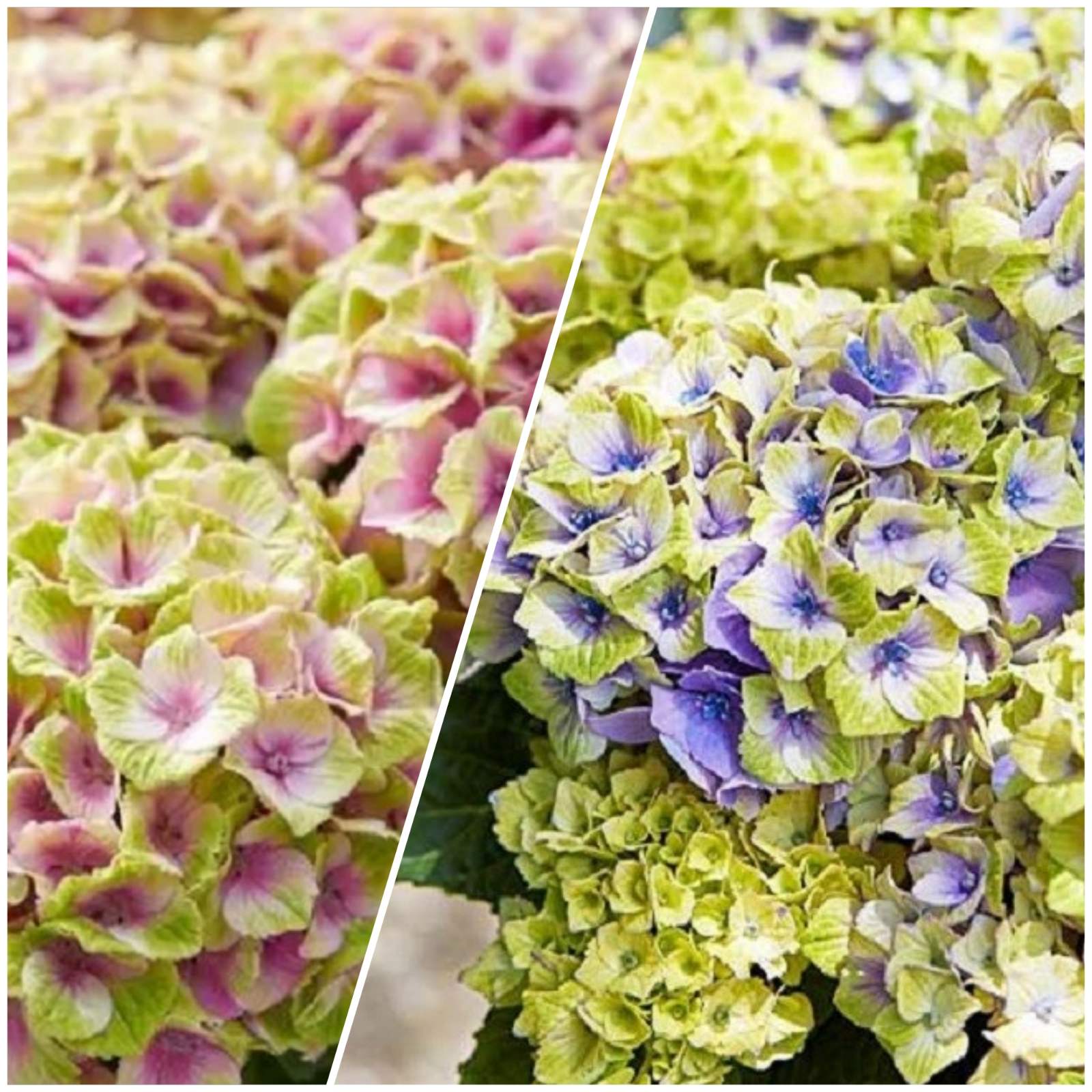 Купить саженцы гортензии крупнолистной "Magical Jewel Blue/Pink" (Меджикал Джевел Блу/Пинк)