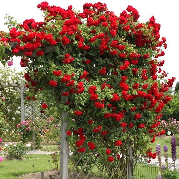 Купити Троянду плетисту "Амадеус" №62В 