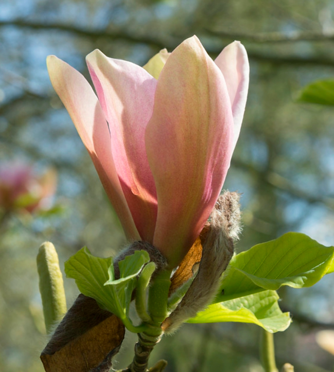 Купити саджанці магнолії  "Peachy" (Піч)