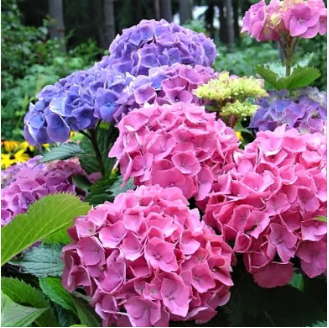 Купить саженцы гортензии крупнолистной "Forever & Ever Double Pink/Blue" (Форевер энд Эвер Дабл Пинк/Блу)