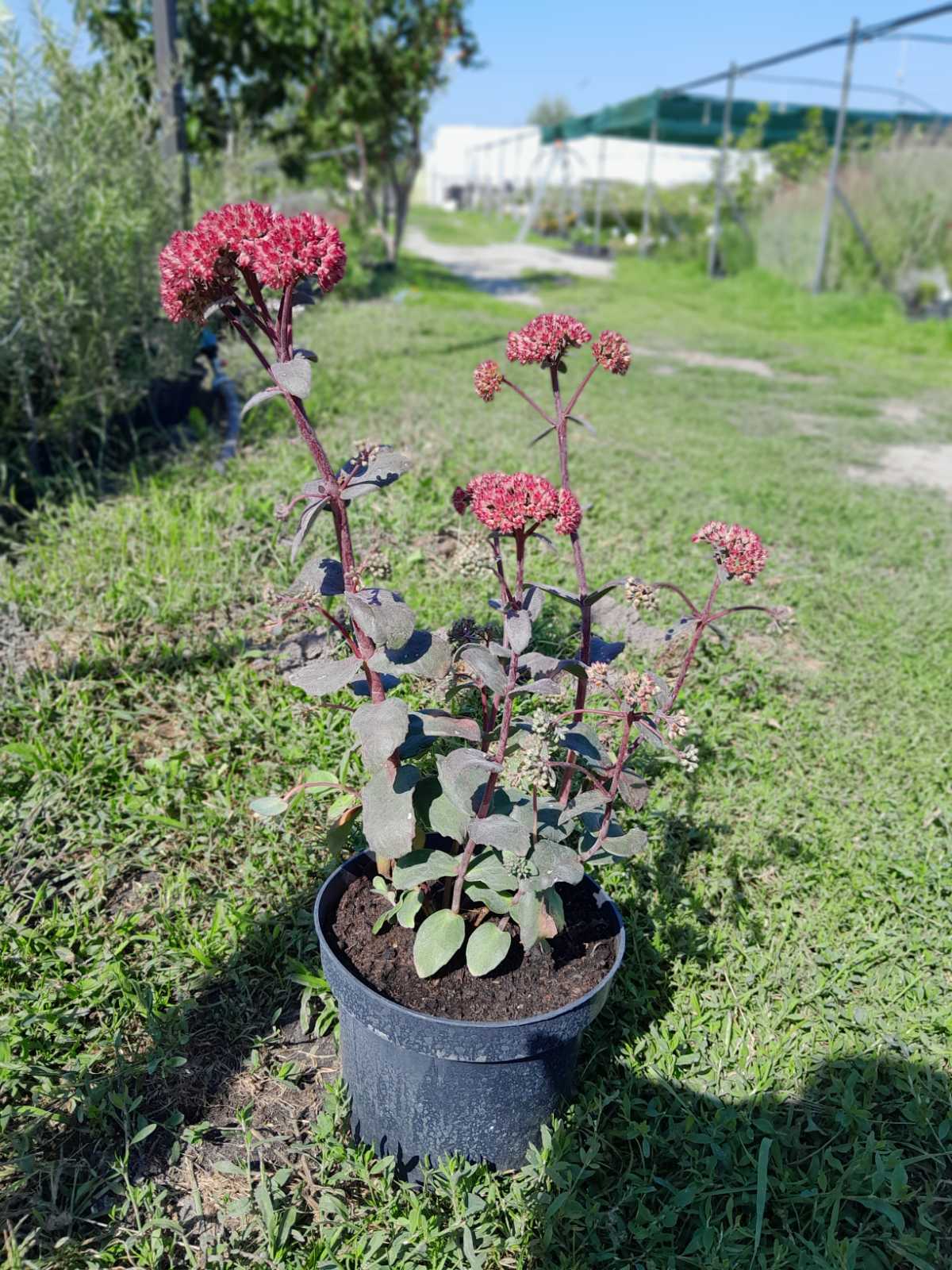 Купити саджанці очітку видного "Red Cauli" (Ред Каулі) самовивозом 