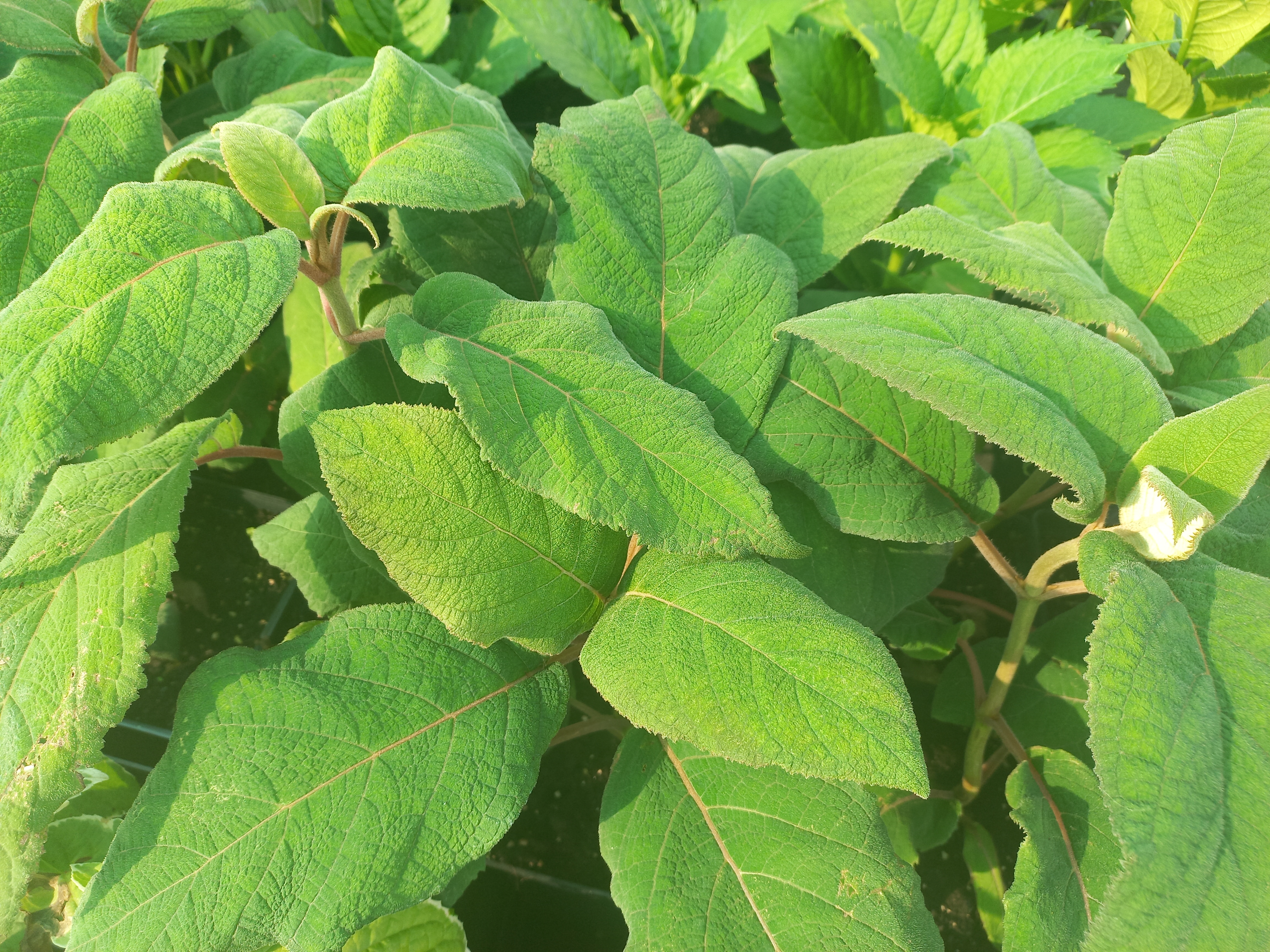 Купити саджанці гортензії шорсткої "Macrophylla" (Макрофіла) самовивозом
