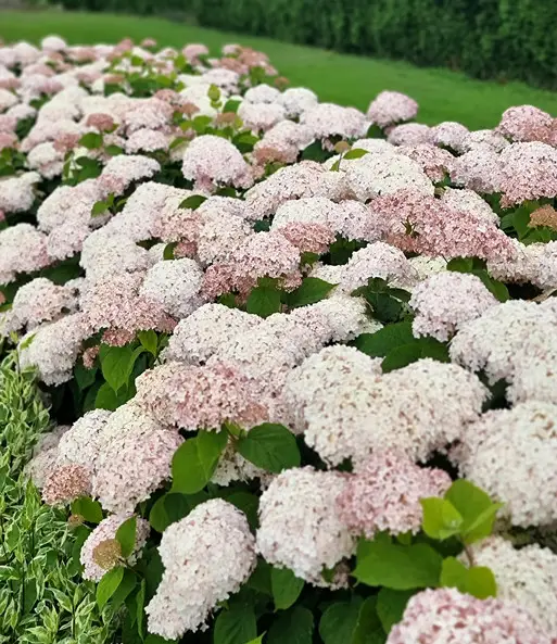 Купить саженцы гортензии древовидной "Candybelle Marshmallow" (Кандибель Маршмеллоу)