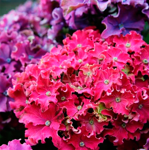 Купить саженцы гортензии крупнолистной "Curly Sparkle Hot Pink" (Курли Спаркли Хот Пинк)