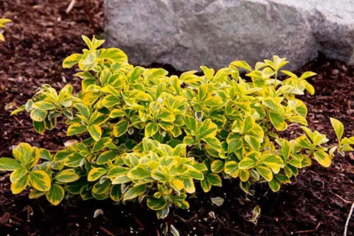 Купить саженцы бересклета "Emerald Gold" (Эмеральд Голд)