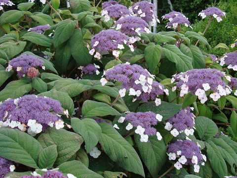 Купить саженцы гортензии шершавой "Macrophylla" (Макрофила)