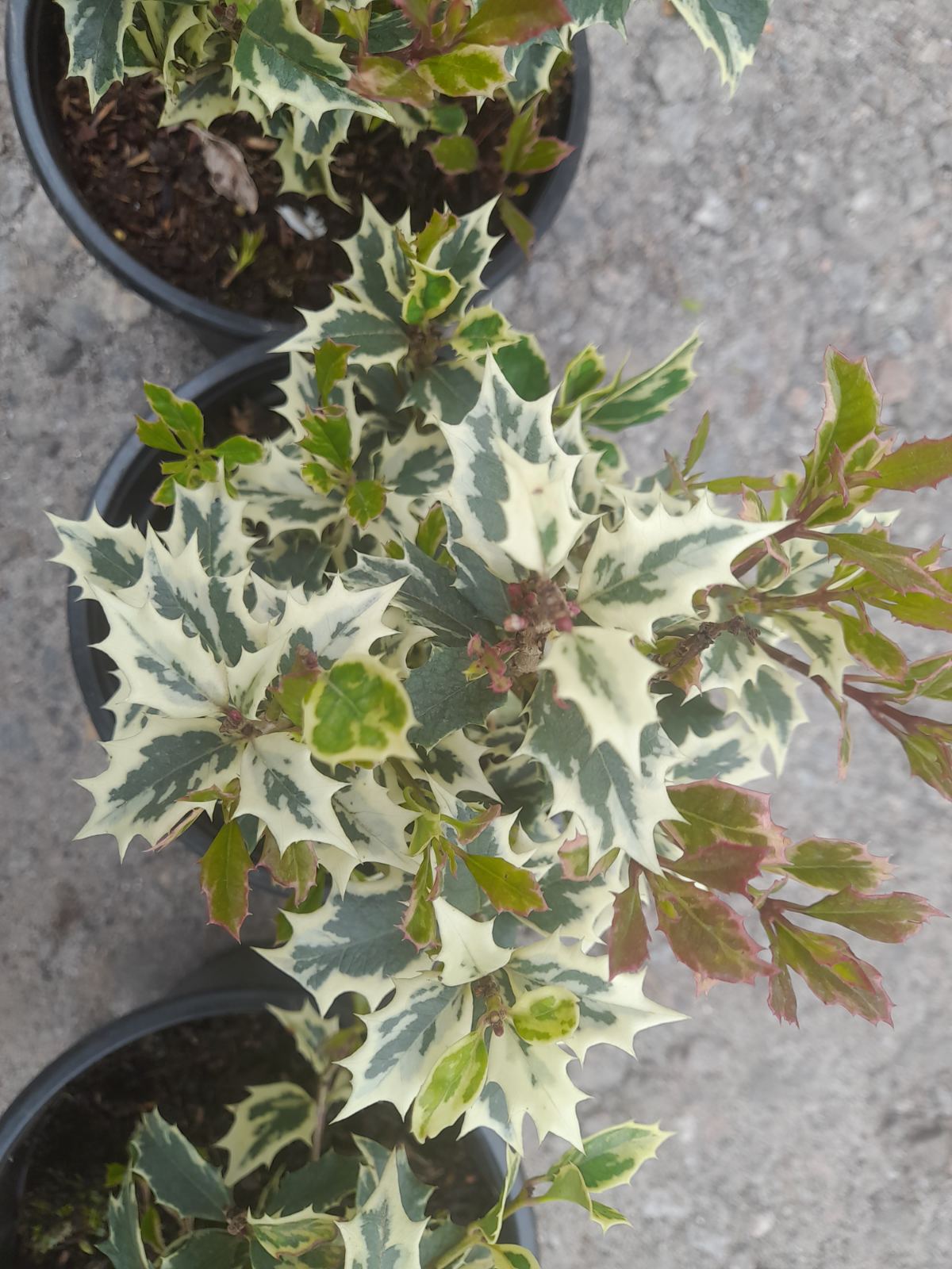 Купить саженцы падуба "Osmanthus" (Османтус)