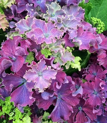 Купити саджанці гортензії крупнолистої "Curly Sparkle Blue Purple" (Курлі Спаркі Блу Перпл)