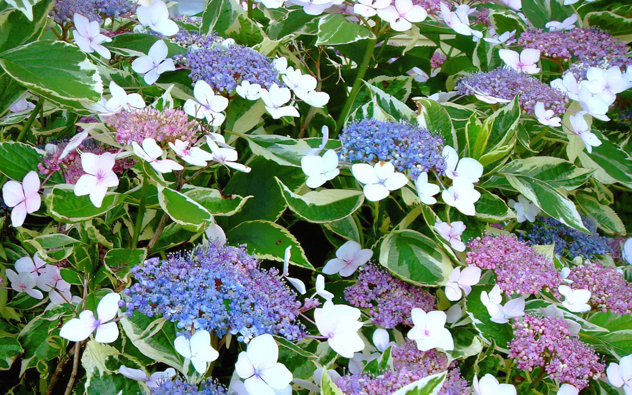 Купити саджанці гортензії крупнолистої "Mariesii Variegata" (Марієсії Варієгата)