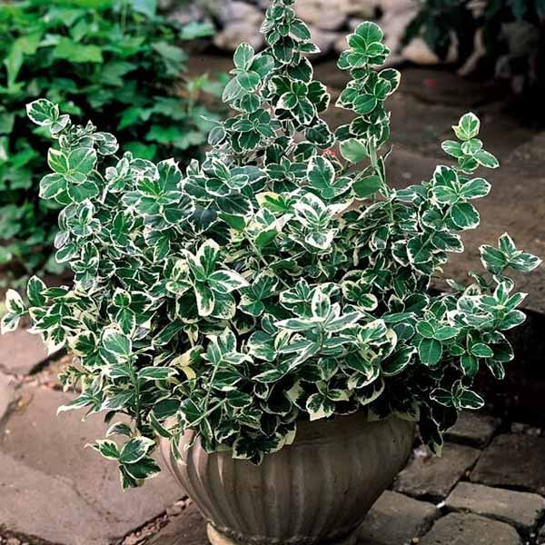 Купить саженцы бересклета  Форчуна "Emerald Gaiety"(Эмеральд Гаети)