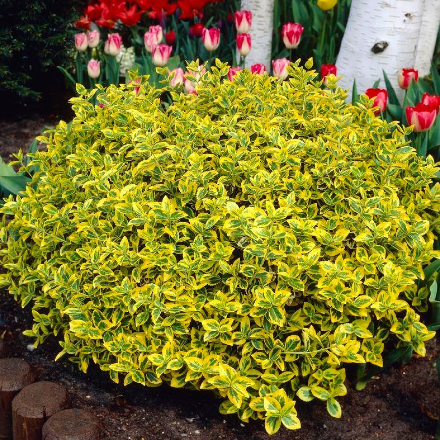 Купить саженцы бересклета "Emerald Gold" (Эмеральд Голд)