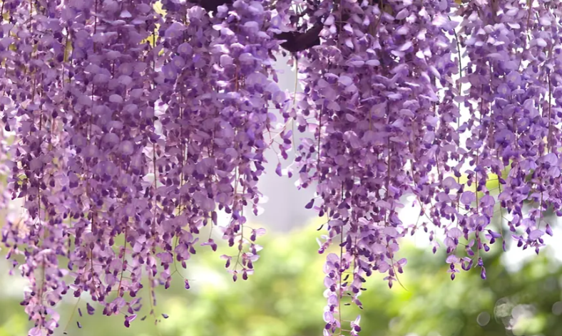 Купить саженцы глицинии "Floribunda"