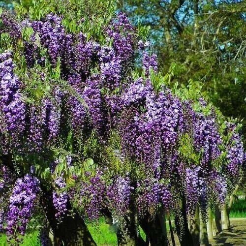 Купити саджанці гліцинії "Viola" 