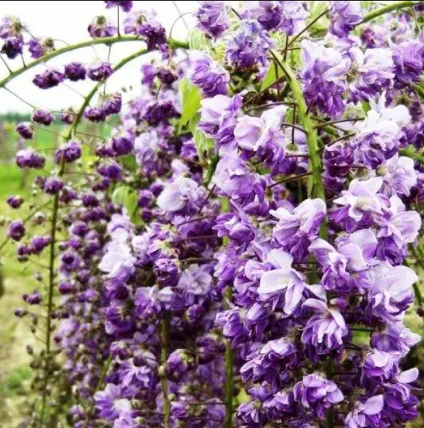 Купити саджанці гліцинії "Viola" 