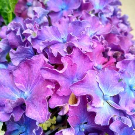 Купить саженцы гортензии крупнолистной "Curly Sparkle Blue Purple" (Курли Спарки Блу Перпл)