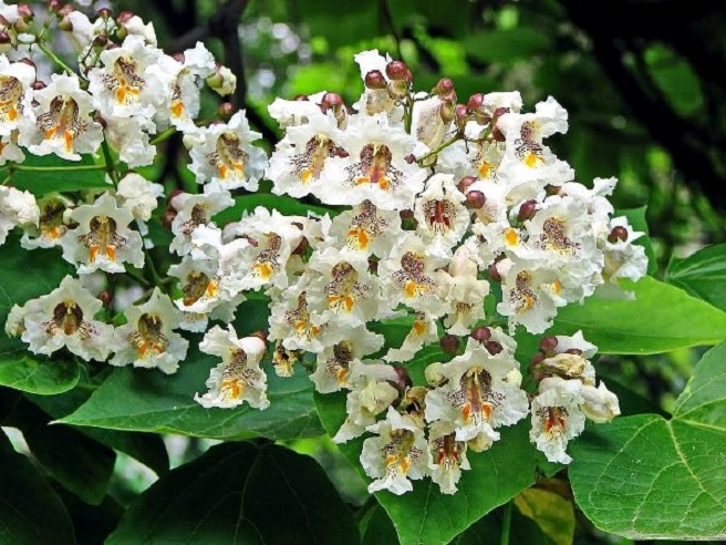 Купити Катальпу  бігнонієподібну (Catalpa bignonioides)