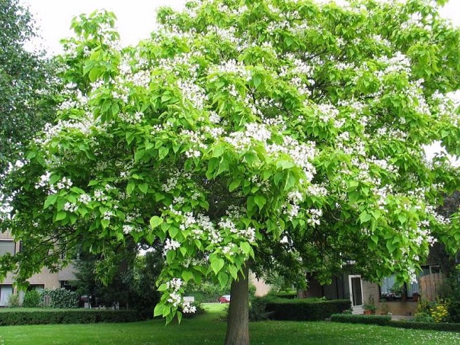 Купити Катальпу  бігнонієподібну (Catalpa bignonioides)