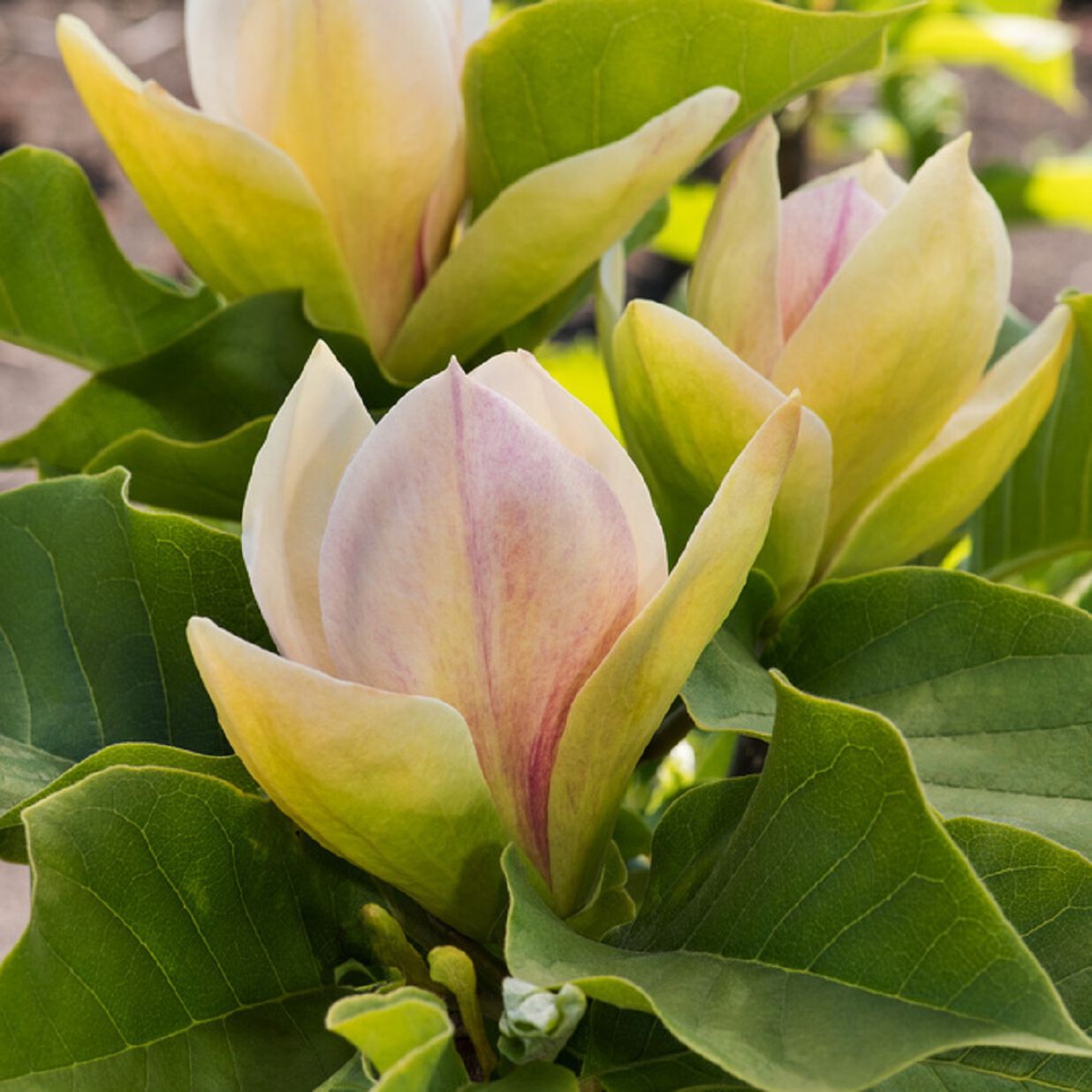 Купити саджанці магнолії "Ambrosia" (Амброзія)