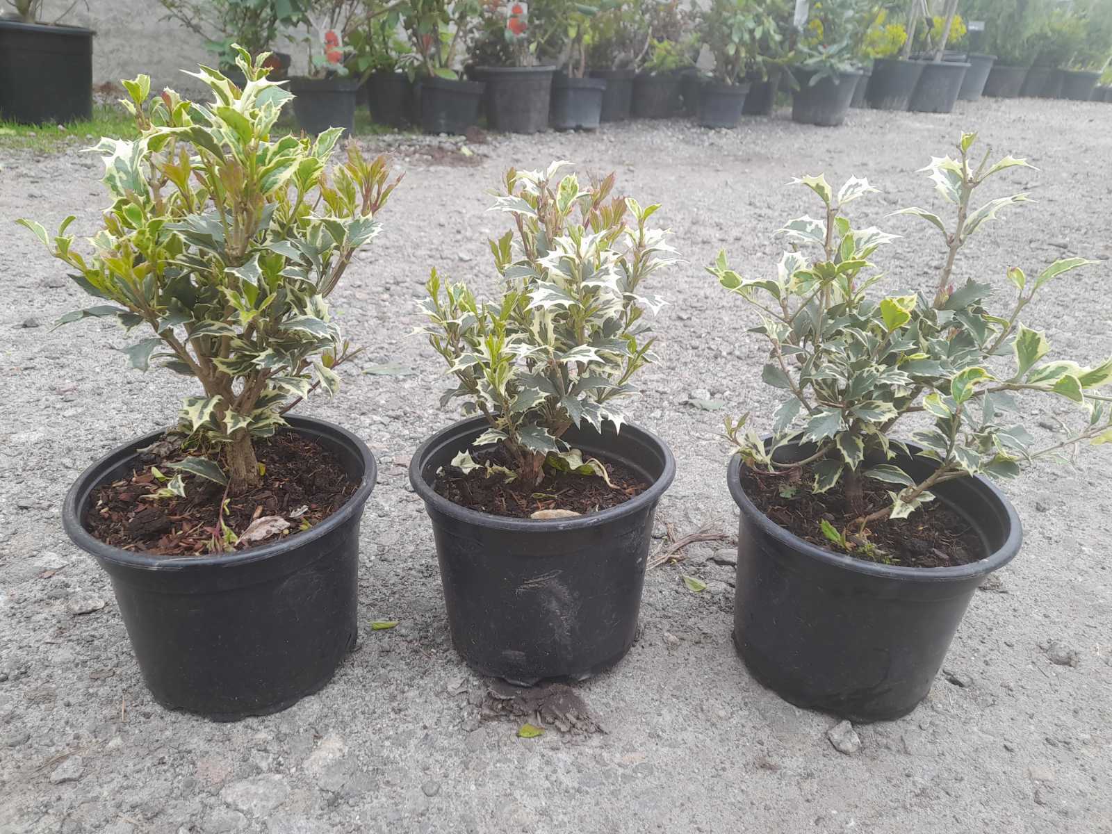 Купить саженцы падуба "Osmanthus" (Османтус)