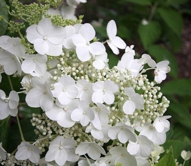  Купить саженцы гортензии пильчатой "White on White"(Вайт он Вайт)