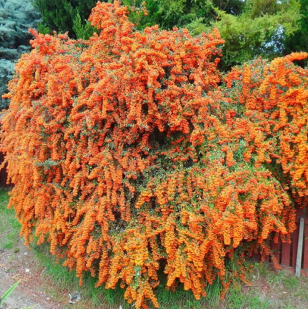 Купити саджанці піраканти "Orange Glow" (Оранж Глоу)