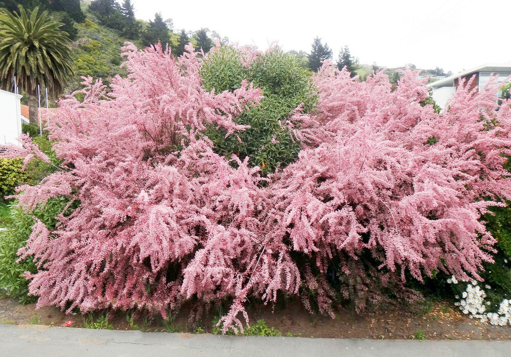 Купить саженцы тамарикса мелкоцветного "Tamarix parviflora"