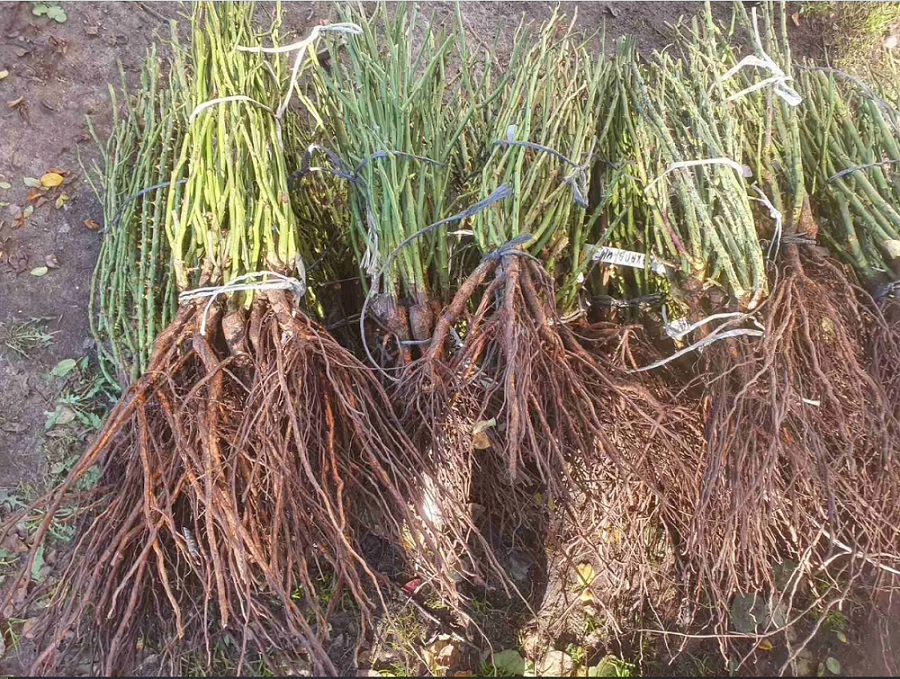 Таз порно қыздар