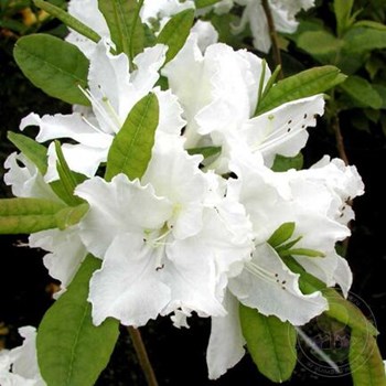 Купить саженцы азалии "Geisha Weiss" (Гейша Вейс)