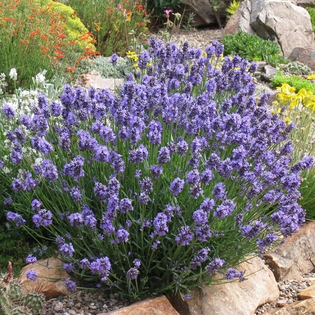 Купить саженцы лаванды "Dwarf Blue"  (Дварф Блю)