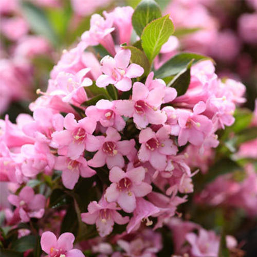 Купити саджанці вейгели "Rosea" (Розеа)